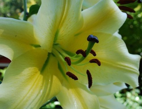 Flowers – Lily
